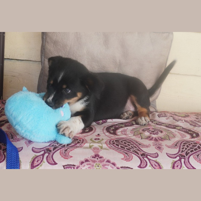 Photo of Tucker