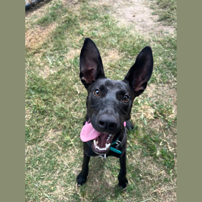 Photo of Lucky 