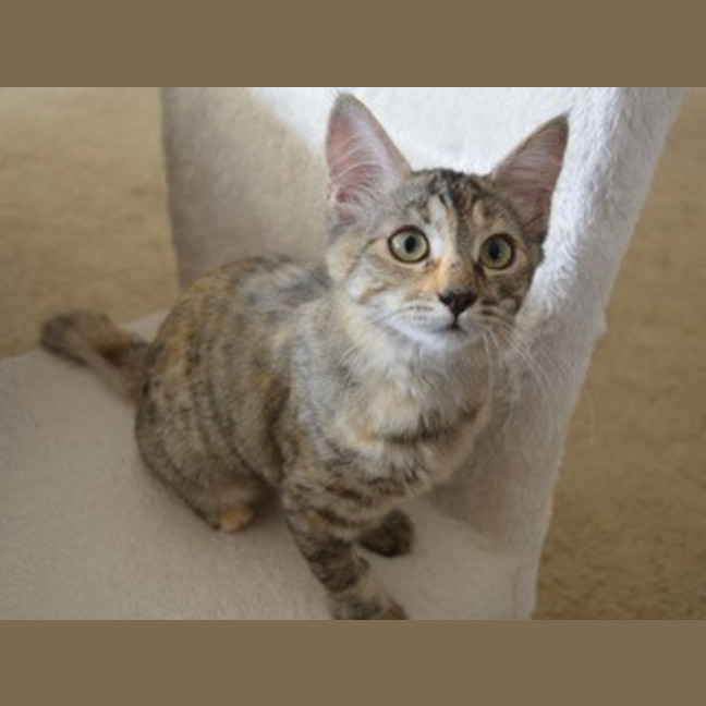 Photo of Charlie   4 Month Old Domestic Medium Hair