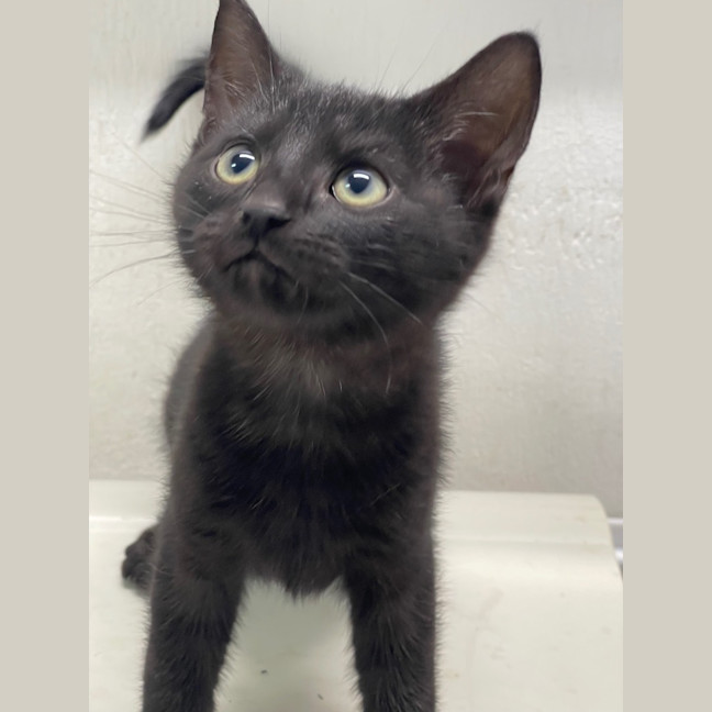 Photo of Raymond   Petstock