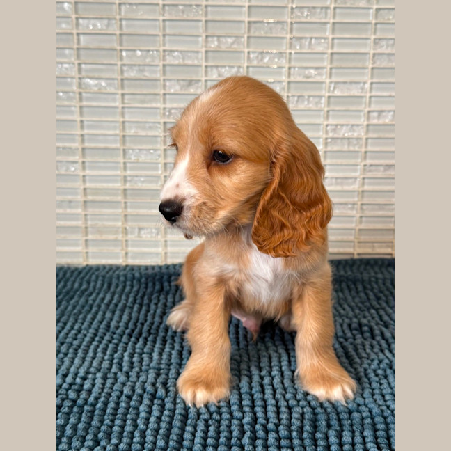 Photo of Riley