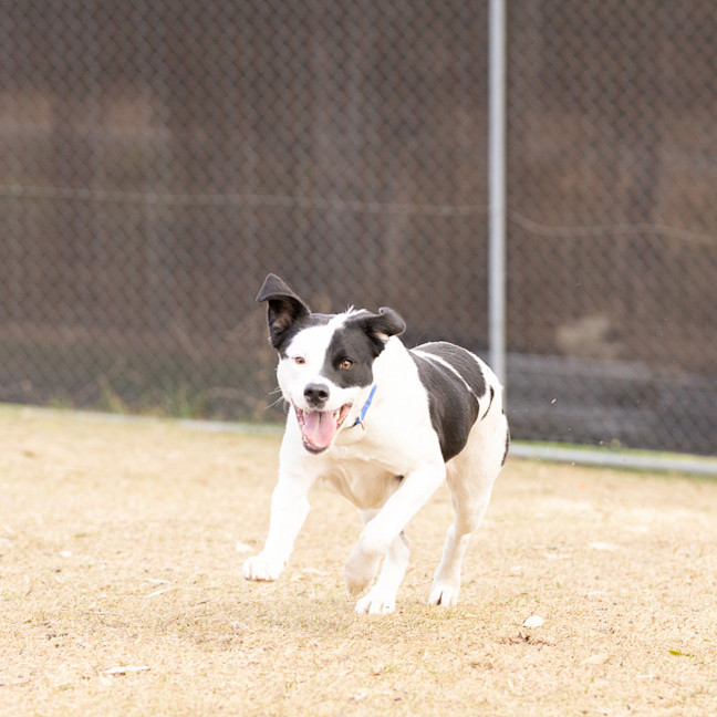 Photo of Daisy