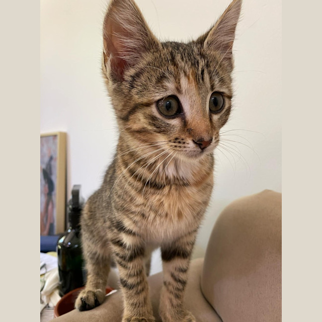 Photo of Maple