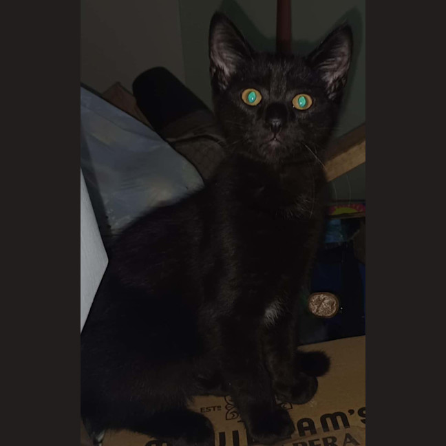 Photo of Little Onyx