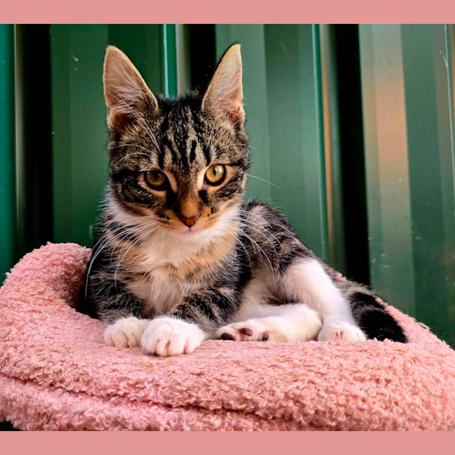 Photo of Suki