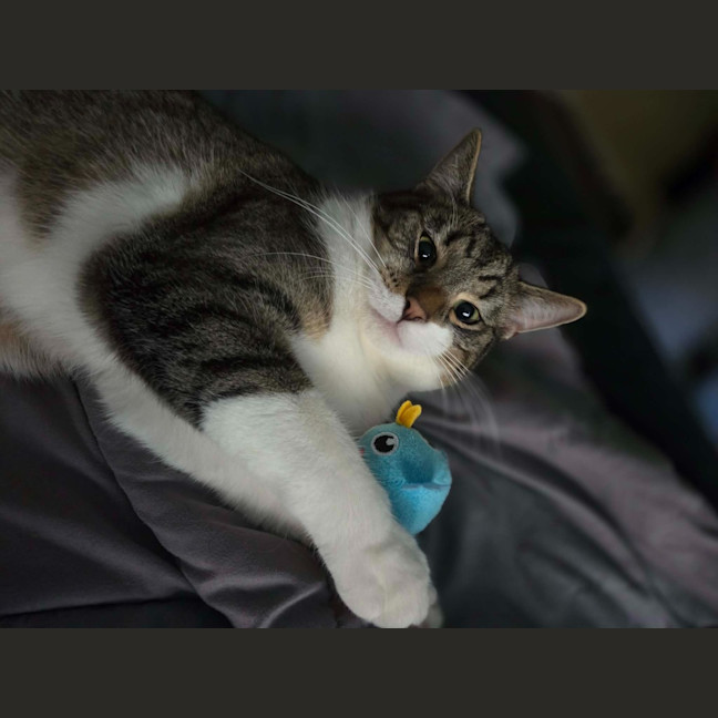 Photo of Ryker