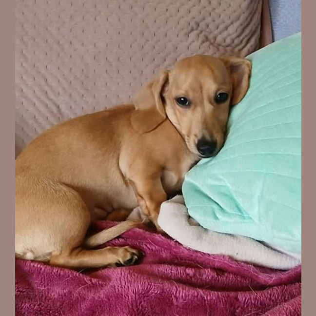 Photo of Willow