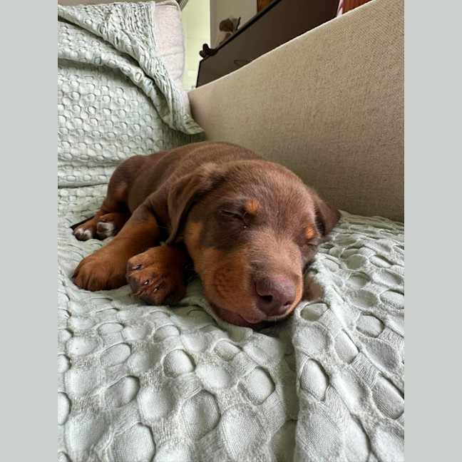 Photo of Buttercup