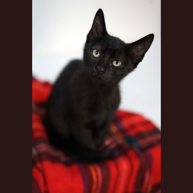 Photo of Panther