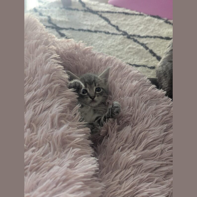 Photo of Momo