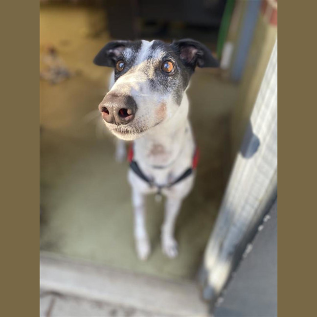 Photo of Snoopy