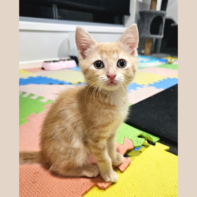 Photo of Nala