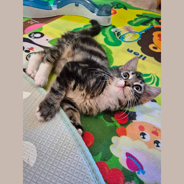 Photo of Caspian 💙