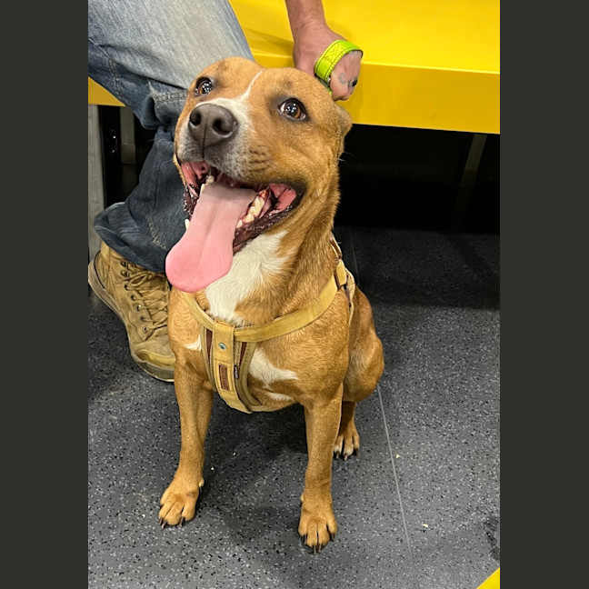Photo of Buddy