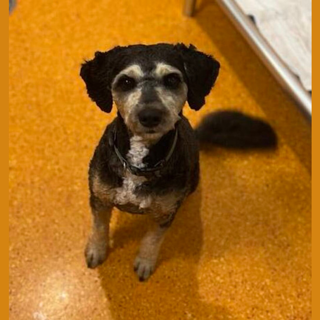 Photo of Louie