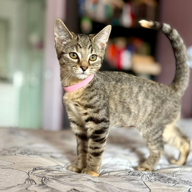 Photo of Lulu   In Foster Care In Templestowe 