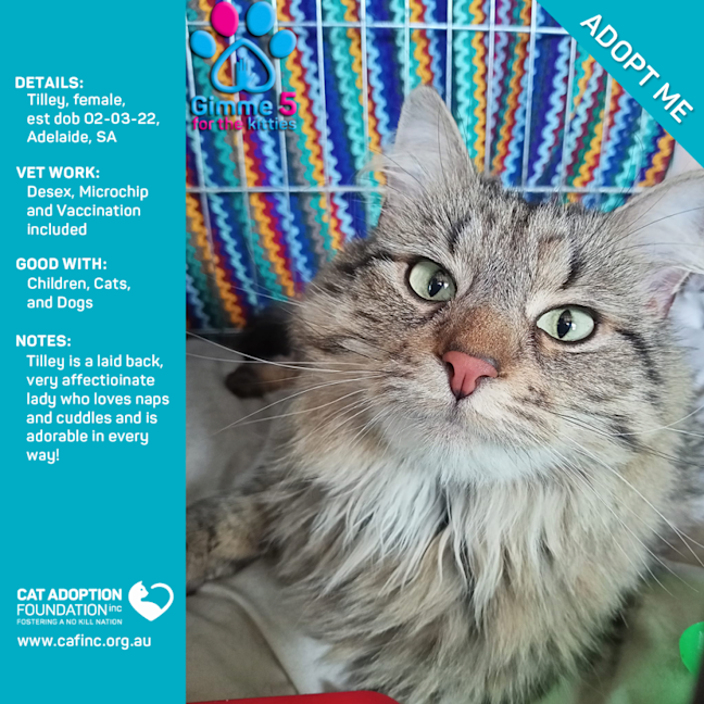 Photo of Tilley Only $39 Limited Time!