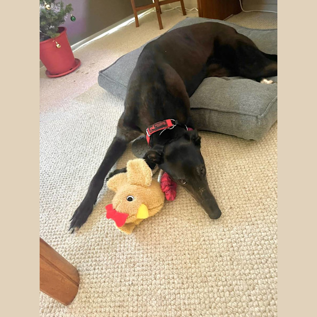 Photo of Gypsy