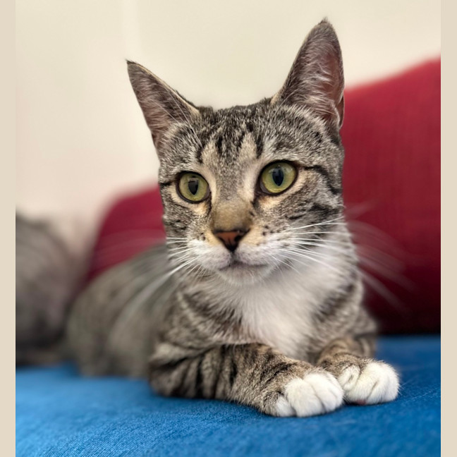 Photo of Luna And Star 