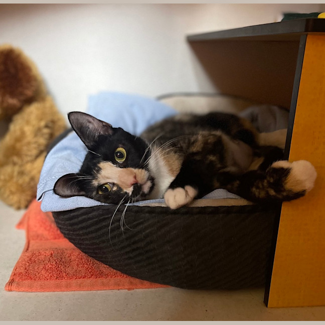 Photo of Squeak