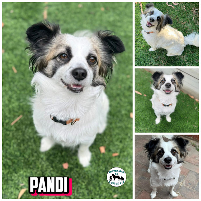 Photo of Pandi 