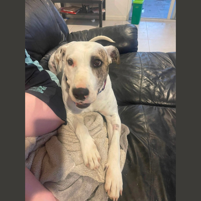 Photo of Lindy *$250 Adoption Fee*