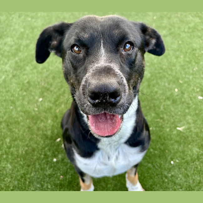 Photo of Voodoo Imp 601