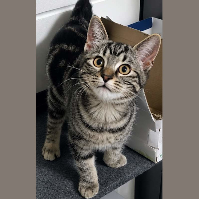 Photo of Biscotti
