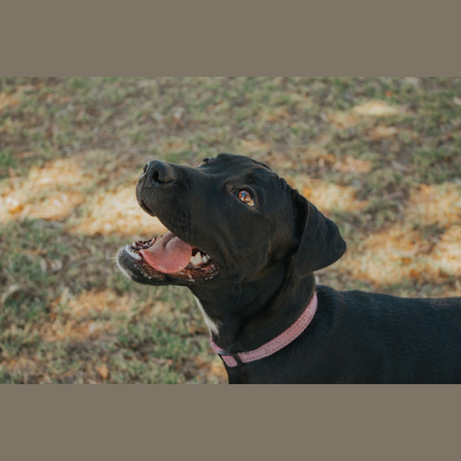 Photo of Rum & Raisin