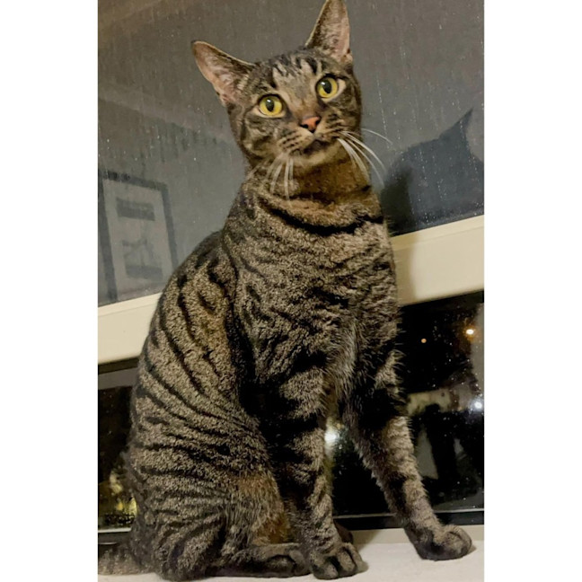 Photo of 4586   Boogie