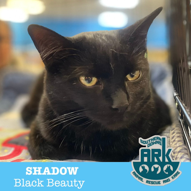 Photo of Shadow