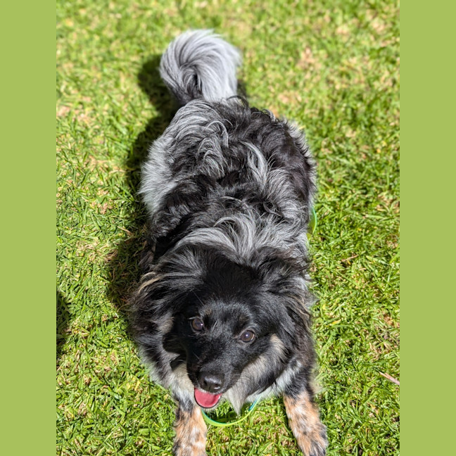 Photo of Moss