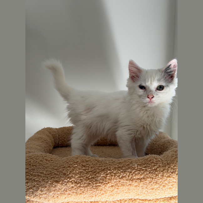 Photo of Lulu