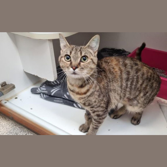 Photo of Crunchie