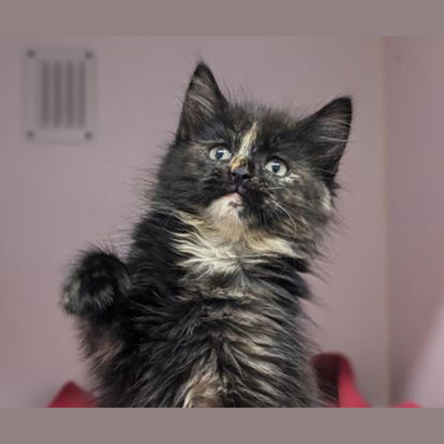 Photo of Custard