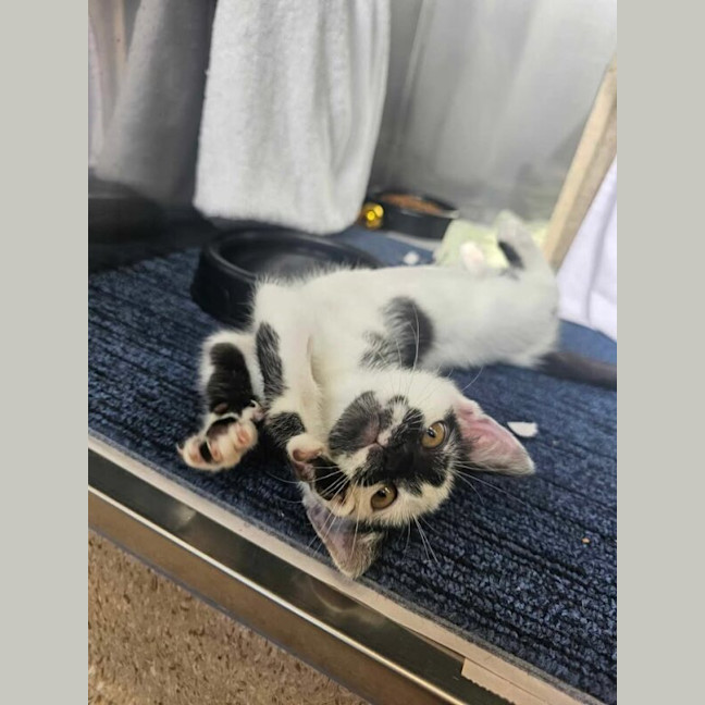 Photo of Speckles