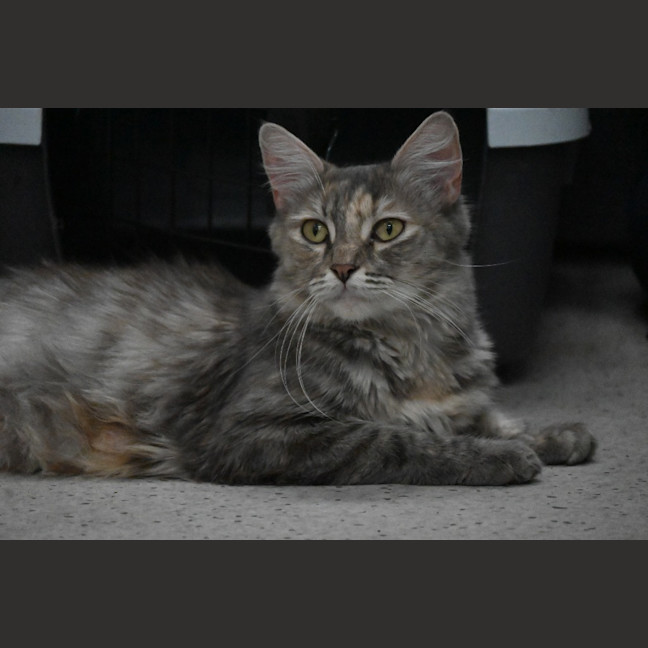 Photo of Tutu