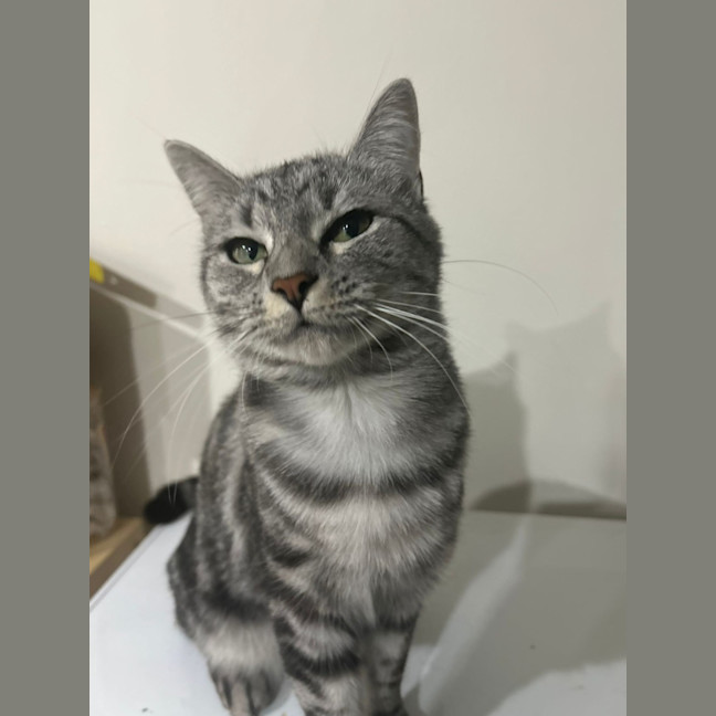 Photo of Grey