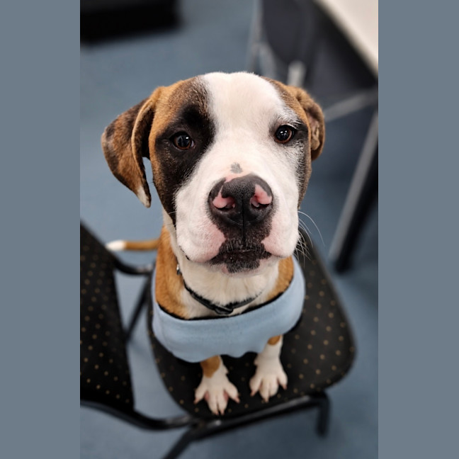 Photo of Bowie   8 Month Old Boxer X Staffy