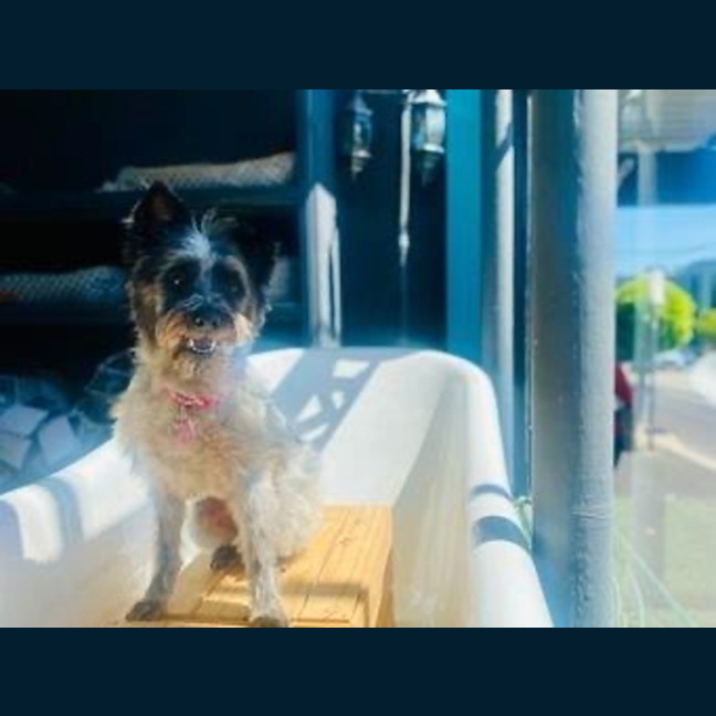 Photo of Truffles O’cleary