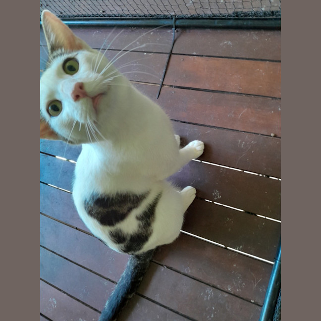 Photo of Mr Waffleton 