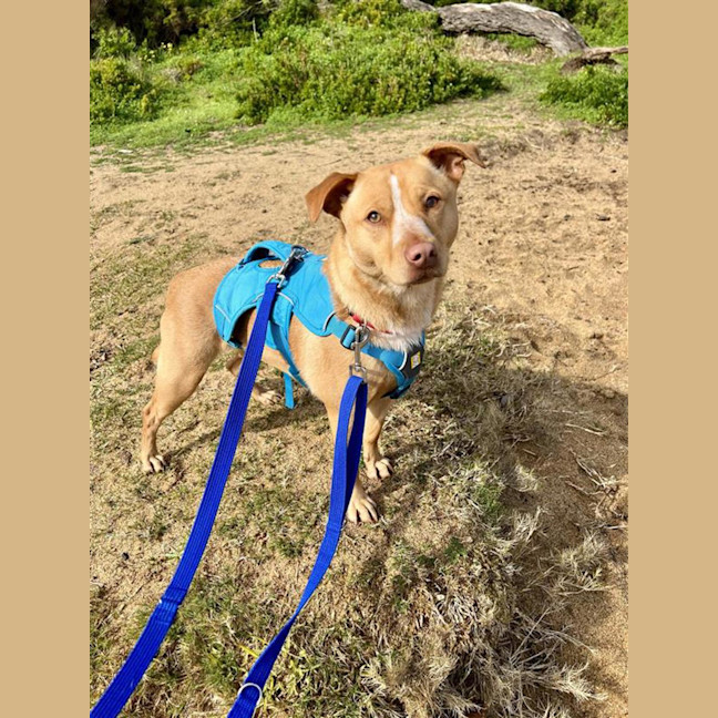 Photo of Honey