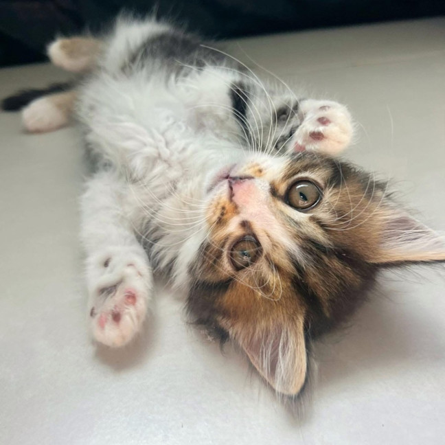 Photo of 11482   Savaya