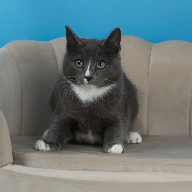 Photo of Mr Bingley