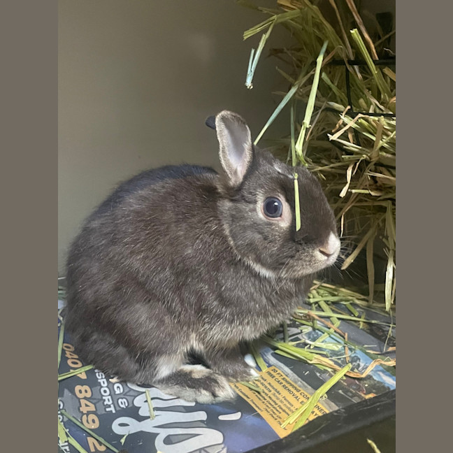 Photo of Hetty 