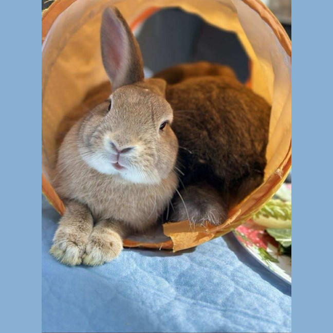 Photo of Stella & Thumper