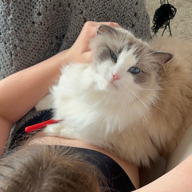 Photo of Peaches 🍑   Assisted Rehome