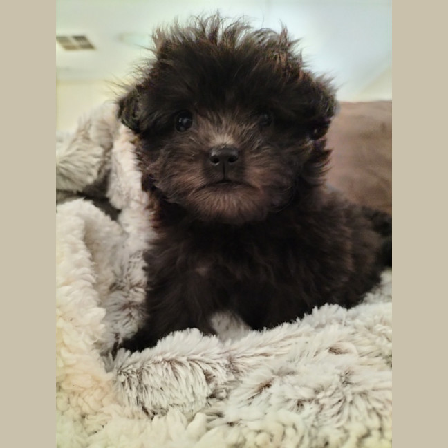 Photo of Jennika