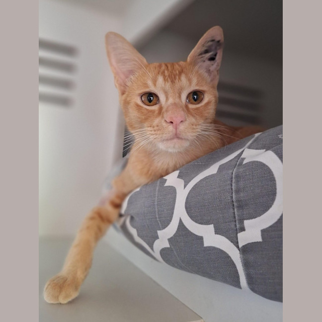 Photo of Porcupine *Meet Me At Pet Stock Birkenhead Point*