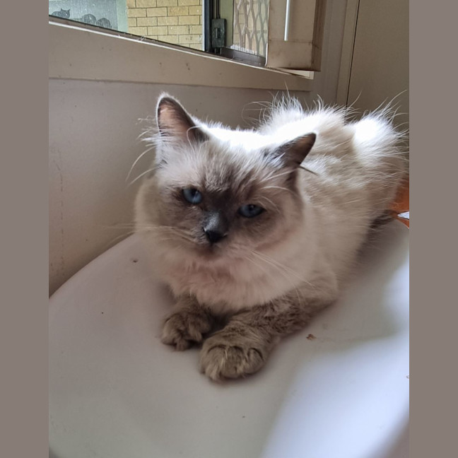 Photo of Mellow